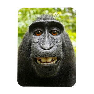 Magnet Flexible Singe macaque des celebes crêpes souriantes