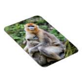 Magnet Flexible Singe nez retroussé doré avec bébé (Côté Droit)