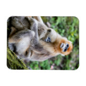 Magnet Flexible Singe nez retroussé doré avec bébé (Horizontal)