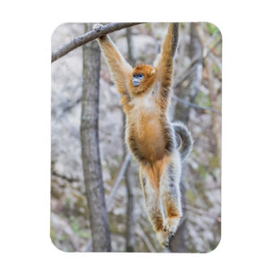 Magnet Flexible Singe roux à nez camus se balançant sur une branch