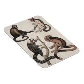 Magnet Flexible Singes (litho couleur) (Côté Droit)