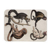 Magnet Flexible Singes (litho couleur) (Horizontal)