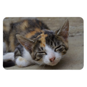 Magnet Flexible Sleeping Calico Kitten