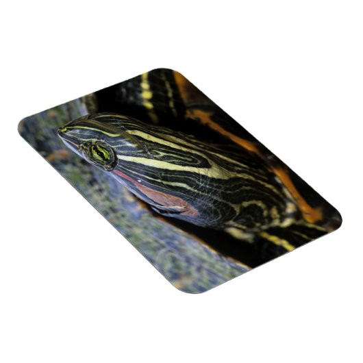 Magnet Flexible Slider à oreilles rouges, Trachemys scripta elegan (Côté Droit)