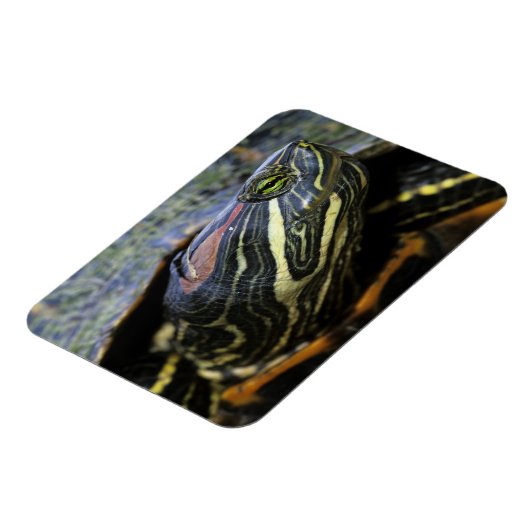 Magnet Flexible Slider à oreilles rouges, Trachemys scripta elegan (Côté Gauche)