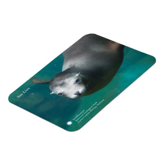 Magnet Flexible Smithsonian | Lion de mer (Côté Gauche)