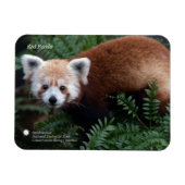 Magnet Flexible Smithsonian | Panda rouge (Horizontal)