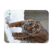 Magnet Flexible Smithsonian | Sumatran Tiger Damai (Horizontal)