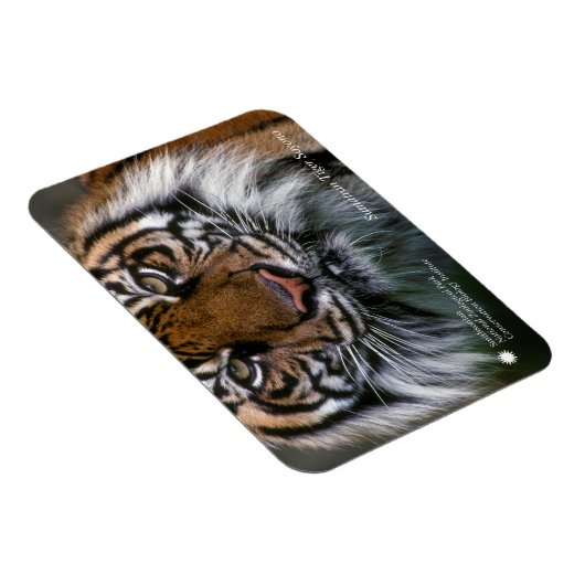 Magnet Flexible Smithsonian | Sumatran Tiger Soyono (Côté Droit)