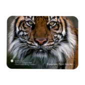 Magnet Flexible Smithsonian | Sumatran Tiger Soyono (Horizontal)