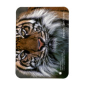Magnet Flexible Smithsonian | Sumatran Tiger Soyono (Vertical)