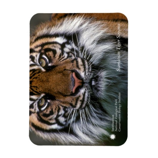 Magnet Flexible Smithsonian | Sumatran Tiger Soyono (Vertical)