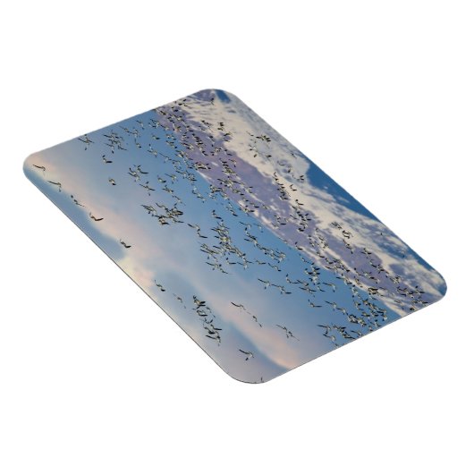 Magnet Flexible Snow geese during (Côté Droit)