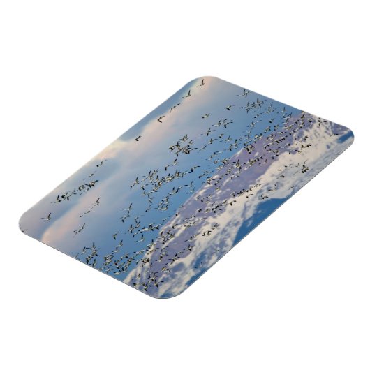 Magnet Flexible Snow geese during (Côté Gauche)