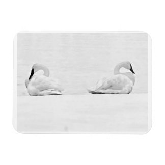 Magnet Flexible Snow Swans for Nature's Perspectives 2026 Calendar