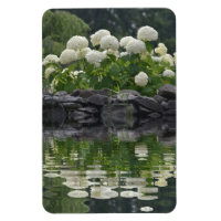 Snowball Hydrangea Avec Réflexions