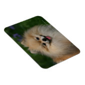 Magnet Flexible Sourire de Poméranie (Côté Droit)
