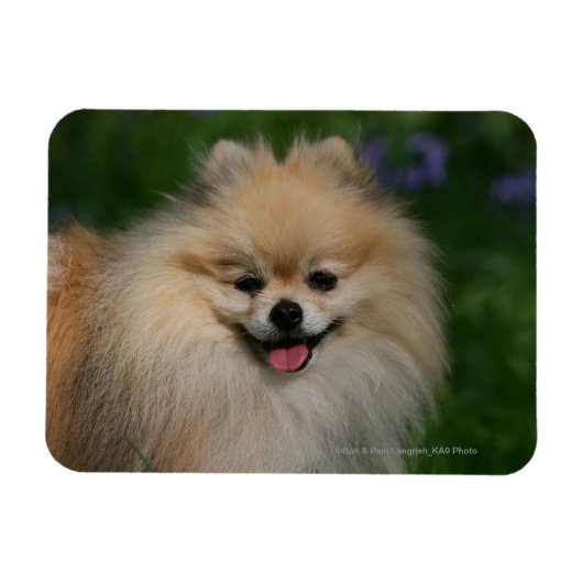 Magnet Flexible Sourire de Poméranie (Horizontal)