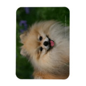 Magnet Flexible Sourire de Poméranie (Vertical)