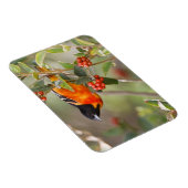 Magnet Flexible South Padre Island, Texas, USA, Baltimore Oriole (Côté Droit)