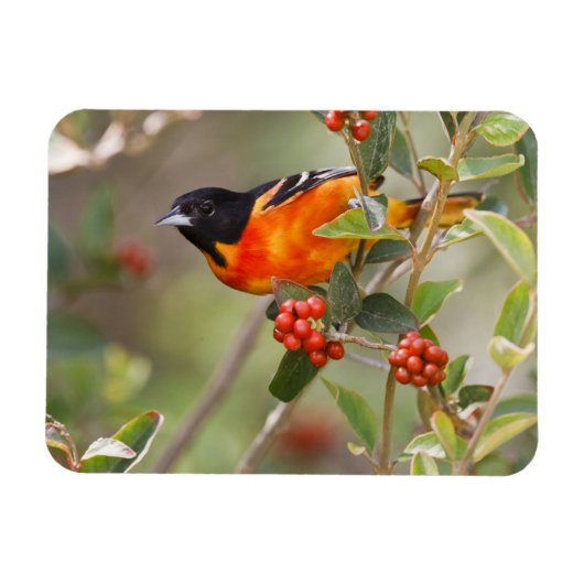 Magnet Flexible South Padre Island, Texas, USA, Baltimore Oriole (Horizontal)