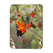 Magnet Flexible South Padre Island, Texas, USA, Baltimore Oriole (Vertical)