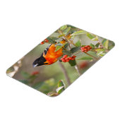 Magnet Flexible South Padre Island, Texas, USA, Baltimore Oriole (Côté Gauche)