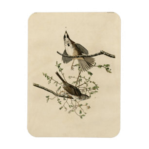 Magnet Flexible Sparrow de Audubon's Birds of America