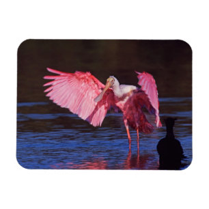 Magnet Flexible Spatule rosée (Ajaia ajaja) avec Cormoran