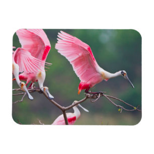 Magnet Flexible Spatules rosées (Ajaia Ajaja) à l'atterrissage
