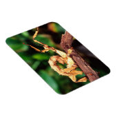 Magnet Flexible Spectre de Macleay (Phasme épineux), (Côté Droit)