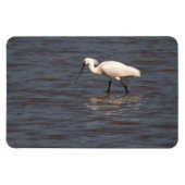 Magnet Flexible Spoonbill eurasien (Horizontal)