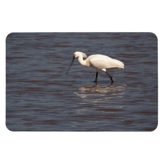 Magnet Flexible Spoonbill eurasien (Horizontal)