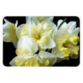 Magnet Flexible Spring Daffodils White Yellow Narcissus Flowers (Horizontal)
