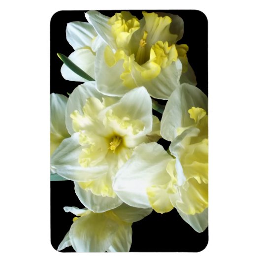 Magnet Flexible Spring Daffodils White Yellow Narcissus Flowers (Vertical)