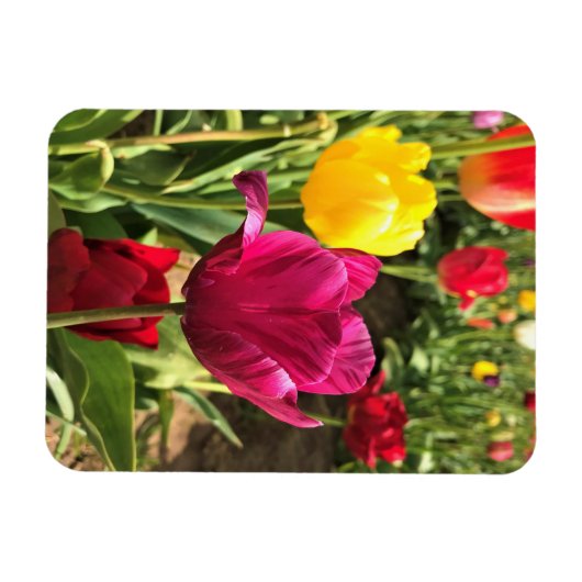 Magnet Flexible Spring tulips, Oregon (Horizontal)