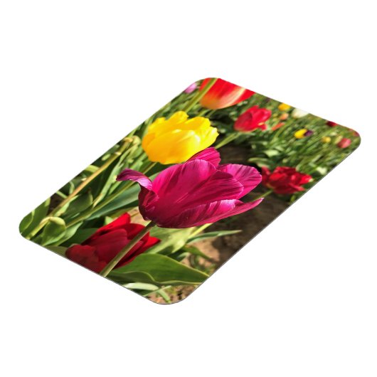 Magnet Flexible Spring tulips, Oregon (Côté Gauche)