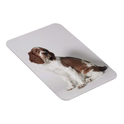 Magnet Flexible Springer spaniel (Côté Droit)