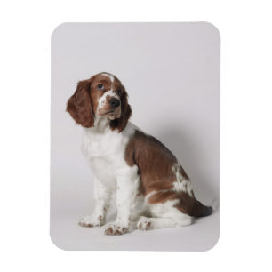 Magnet Flexible Springer spaniel
