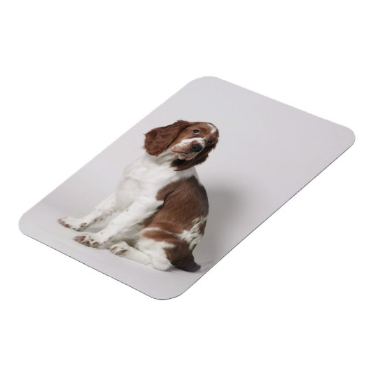 Magnet Flexible Springer spaniel (Côté Gauche)