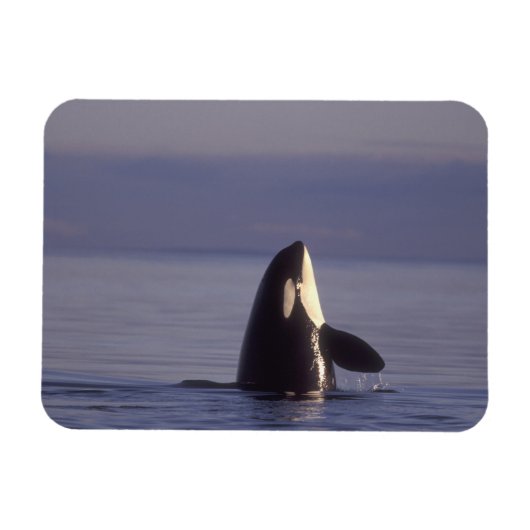 Magnet Flexible Spyhopping Orca Killer Whale (Orca orcinus) près d (Horizontal)