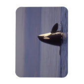Magnet Flexible Spyhopping Orca Killer Whale (Orca orcinus) près d (Vertical)