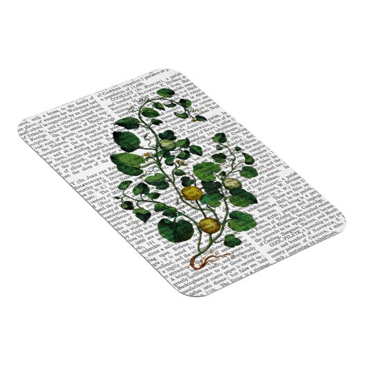 Magnet Flexible Squash Vine 4 (Côté Droit)