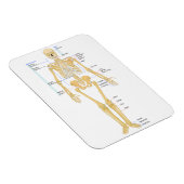 Magnet Flexible Squelette pour médecins (Côté Droit)
