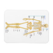 Magnet Flexible Squelette pour médecins (Horizontal)