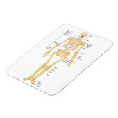 Magnet Flexible Squelette pour médecins (Côté Gauche)