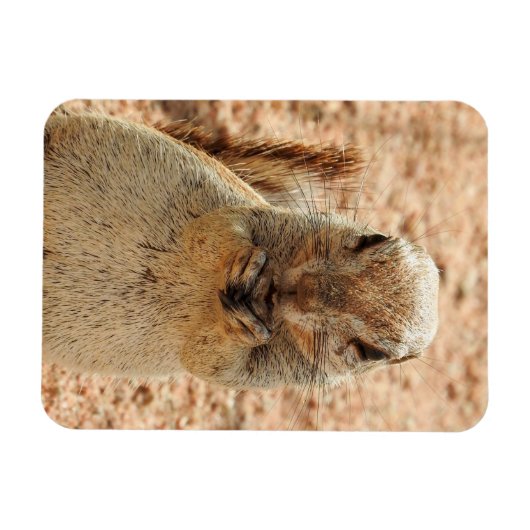 Magnet Flexible Squerrl having breakfast (Horizontal)