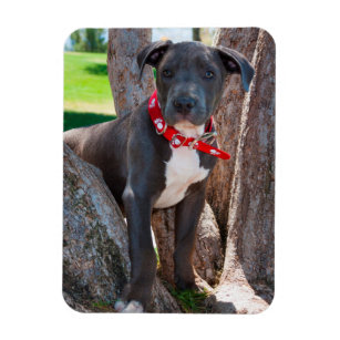 Magnet Flexible Staffordshire Terrier puppy in a tree