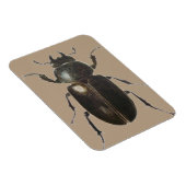 Magnet Flexible Stag Beetle 2011 (Côté Droit)