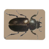 Magnet Flexible Stag Beetle 2011 (Horizontal)